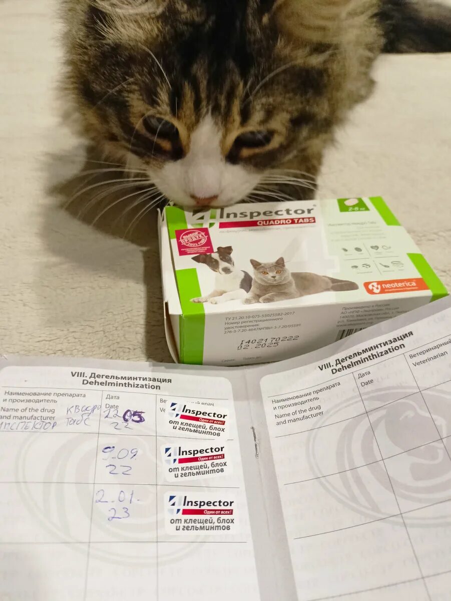 Котик без лапок. Котик без лапок. Кошка без лап. Уродливые котята без лап. Кот держит в лапах.