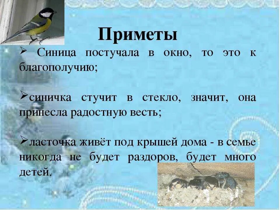 Почему птица стучит в окно