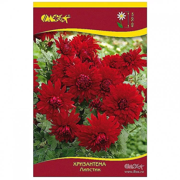 Хризантема корейская бархан. Астра китайская хризантелла. Хризантема семена сорта. Хризантемы садовые многолетние семена. Хризантема корейская семена.