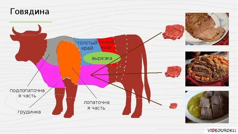 Вырезка части говядины. Механическая кулинарная обработка туши говядины. Схема обработки мяса говядины. Схема первичной обработки мяса. Схема первичной обработки говядины.