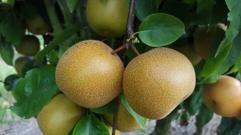Fruit change