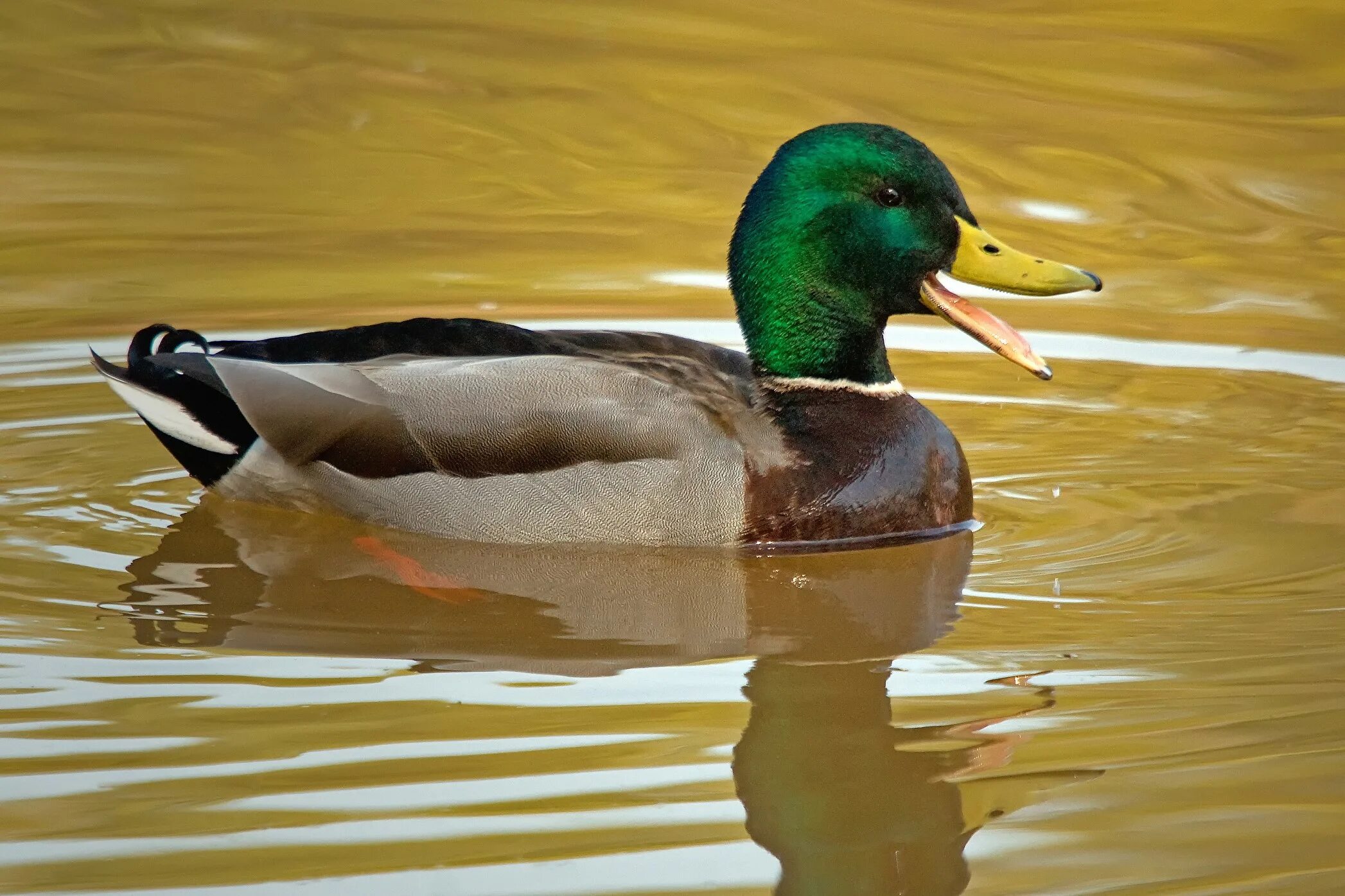 Duck com. Селезень и утка селезень. Утки кряквы. Птица утка кряква. Утка селезень утята.