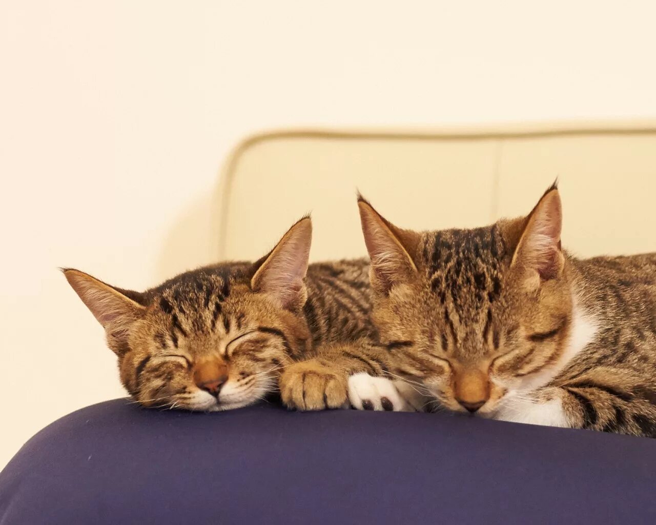 желаю выспаться ночью. добрых сновидений. хорошо выспаться пожелание. хорошо выспаться и отдохнуть. спокойной ночи приятных снов.