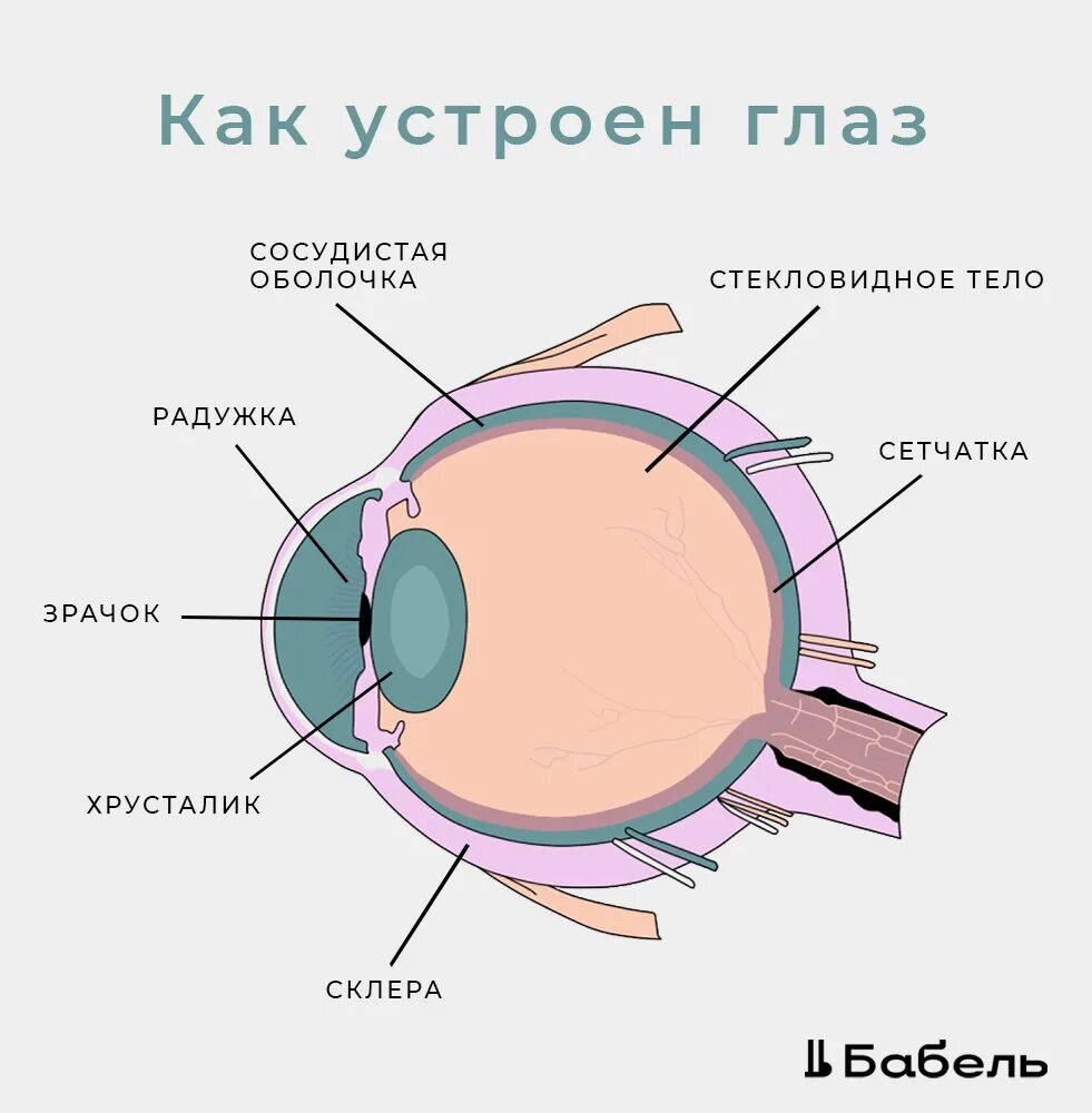 Где находится хрусталик глаза. Строение хрусталика глаза. анатомия хрусталика глаза. строение хрусталика. хрусталик глаза схема.