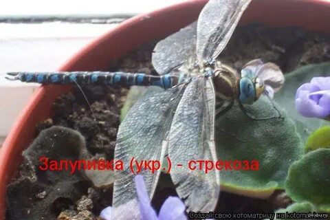 Стрекоза по украински