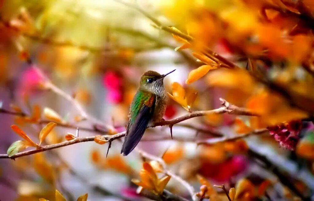 Autumn birds. Осень птицы. Птицы осенью. Птицы в осеннем лесу. Октябрь птицы.