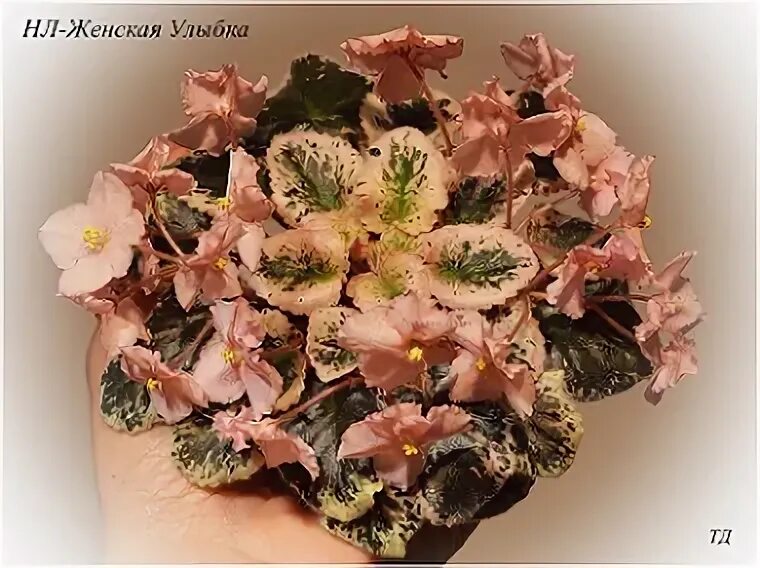 Фиалки улыбка. Фиалка альбинос. Фиалка рс владыка. Пани фиалка. Фиалка лф ваниль.