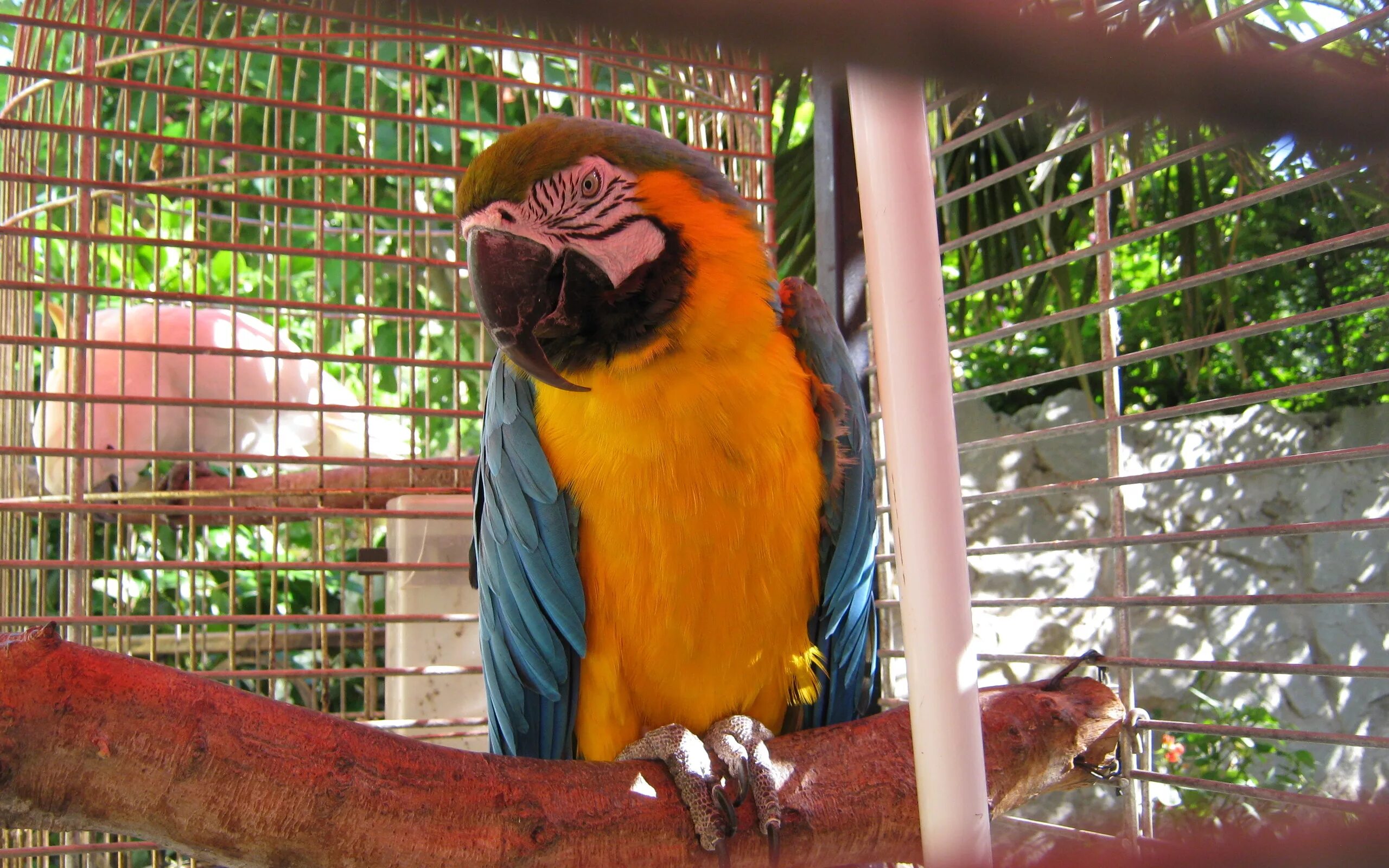 В зоопарке живут 5 видов попугаев
