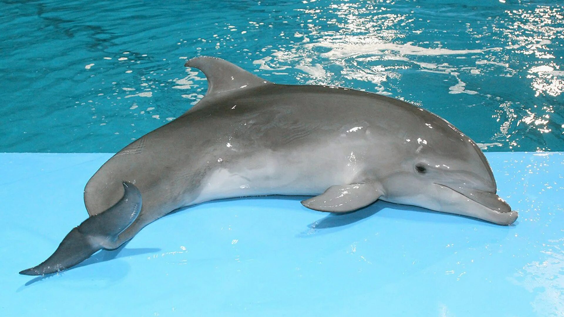 Карликовый Дельфин. Дельфин и дельфиненок. Бутылконосый Дельфин. Дельфин с детенышем.