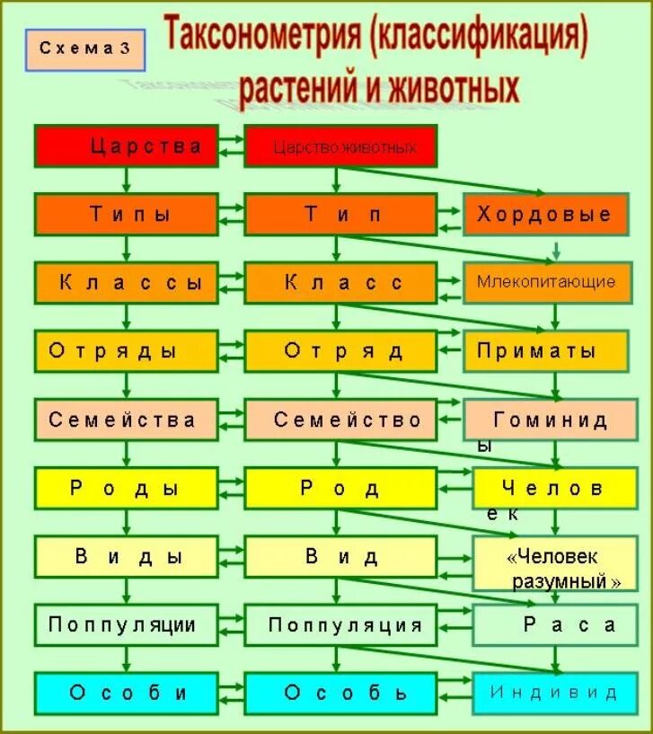 Признаки таксономических групп. Систематика растений. Классификация растений. Систематика растений и животных. Классификация всех растений.