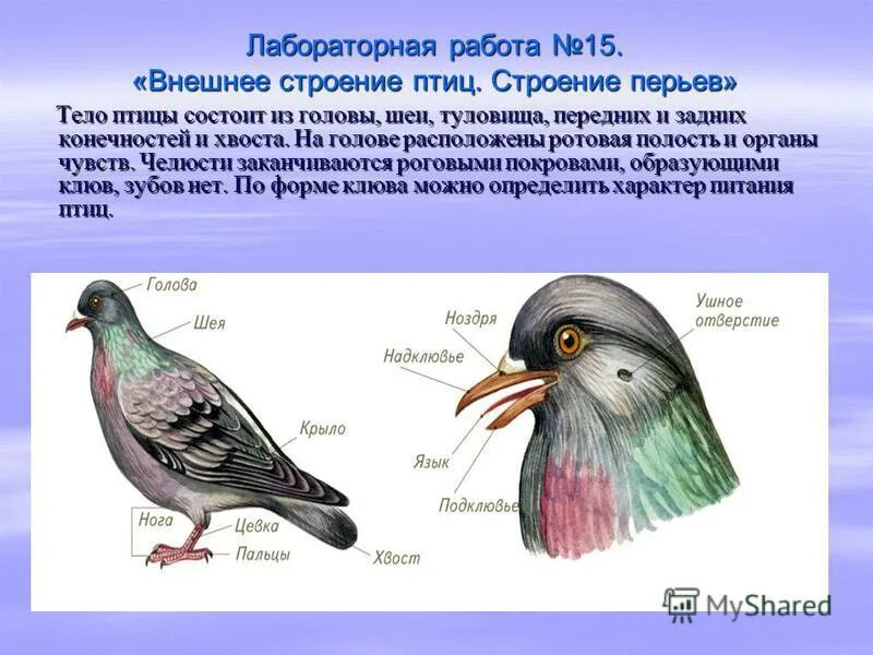 Осмотрите голову птицы обратите внимание. Отделы тела птиц 7 класс биология. Строение птицы. Внешнее строение птицы строение перьев. Внешнее строение птиц лабораторная.