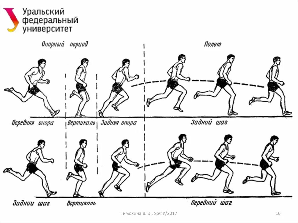 Равномерный шаг. Кроссовый бег реферат кратко. Фазы бега схема. Легкая атлетика кроссовая подготовка. Изучение техники бега.