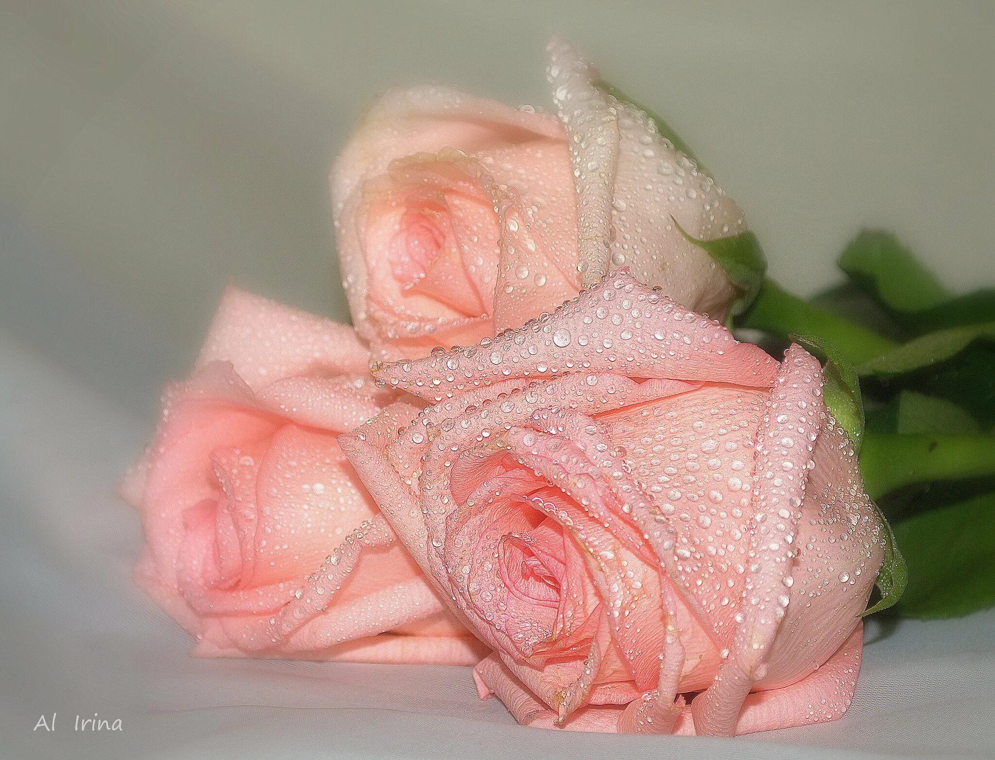 Цветы любовь нежность. Самые нежные розы. Открытки с любовью и нежностью. Нежные розы для любимой. Очаровательная нежность