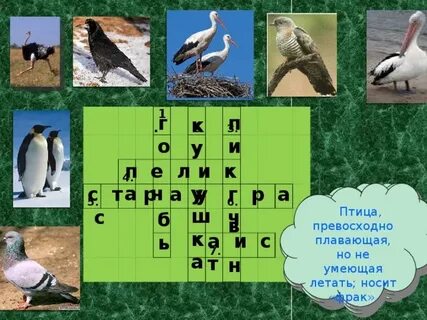 Какая птица носит