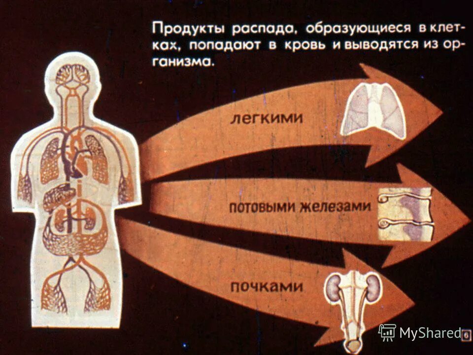 Через какие органы выделения выводятся газообразные