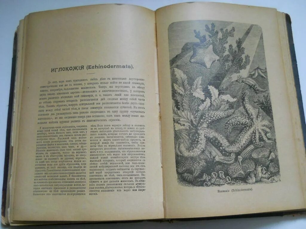 Жизнь животных том 5. Брем жизнь животных 1911-1915. жизнь животных книга. брэм жизнь животных. книга брем жизнь животных.
