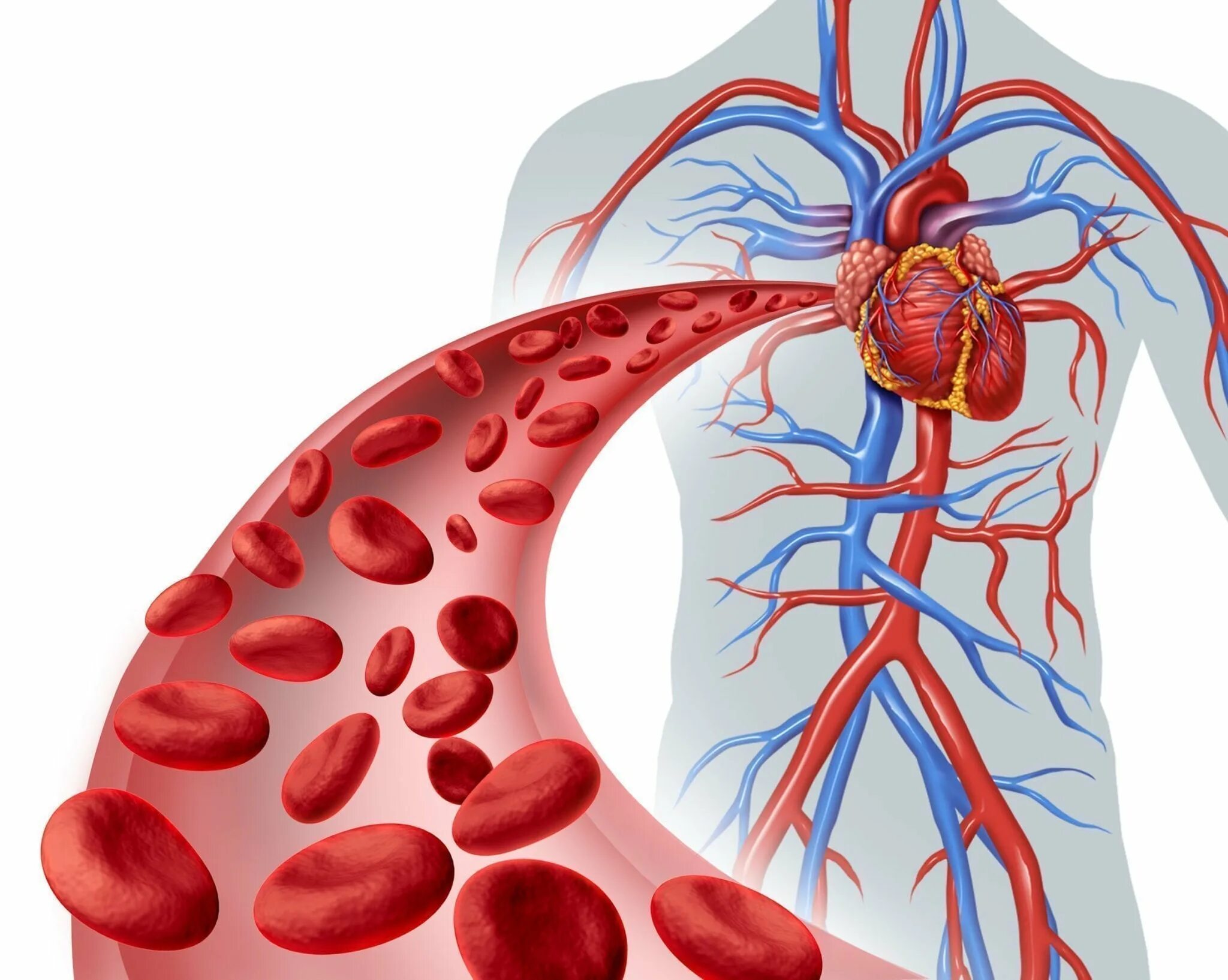 Нарушения кровеносных сосудов. Кровеносная система кровь. Циркуляция крови в организме. Сосуды сердца. Артериальное кровообращение.