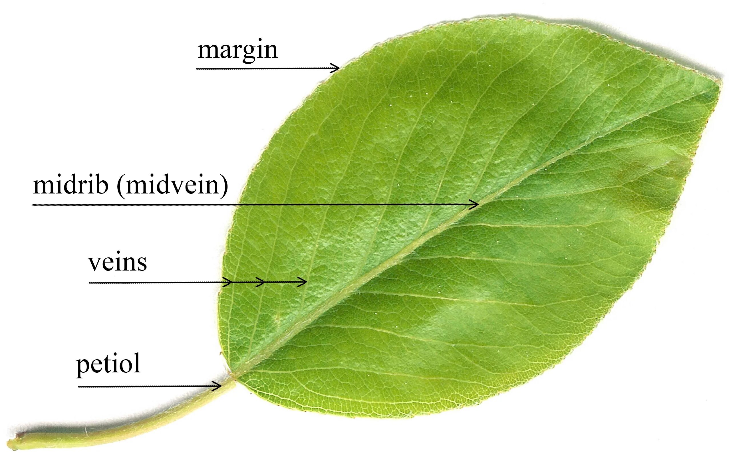 Leaf parts. Parts of the plants functions. Reticulated leaf venation. Parts of a leaf. Leaf leaves исключения.