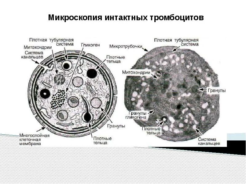 Содержимое гранул тромбоцитов. Гиаломер тромбоцита. тромбоциты грануломер. гиаломер и грануломер тромбоцитов. строение тромбоцитов.