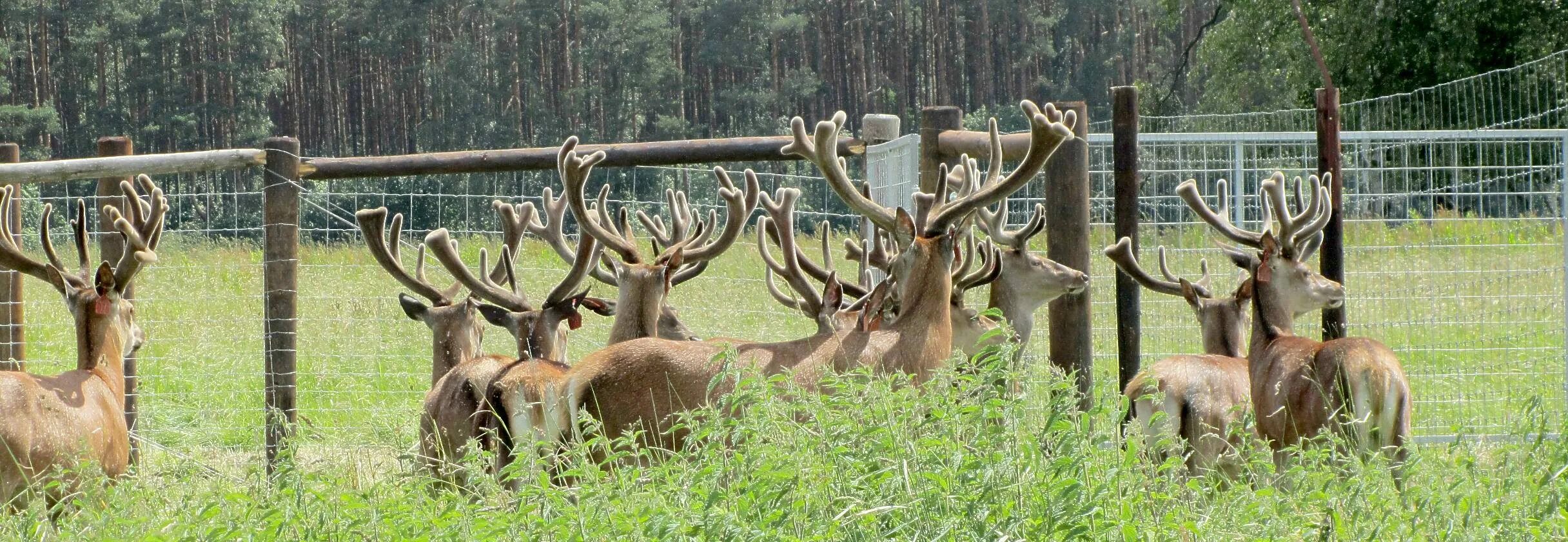 Охотничье фермерское хозяйство. Сумароковская лосиная ферма. Животные зоопарка. Дикие животные в вольерах. Разведение оленей.