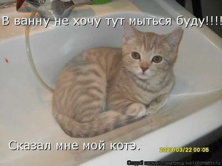 стихи о любителях купаться. что делать если не хочешь мыться. что делать если не хочешь мыться. кот моется. кот не хочет мыться.