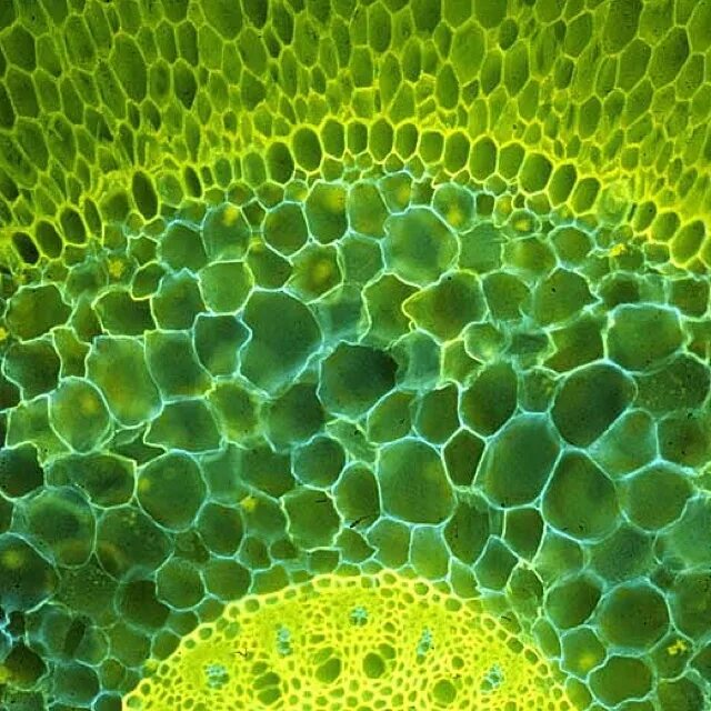 Клетки алоэ. Фотосинтезирующая ткань растений под микроскопом. Фотосинтезирующая паренхима. Паренхима под микроскопом растений. Ткань папоротниковых растений под микроскопом.