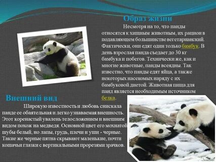 Проект про панду 4 класс