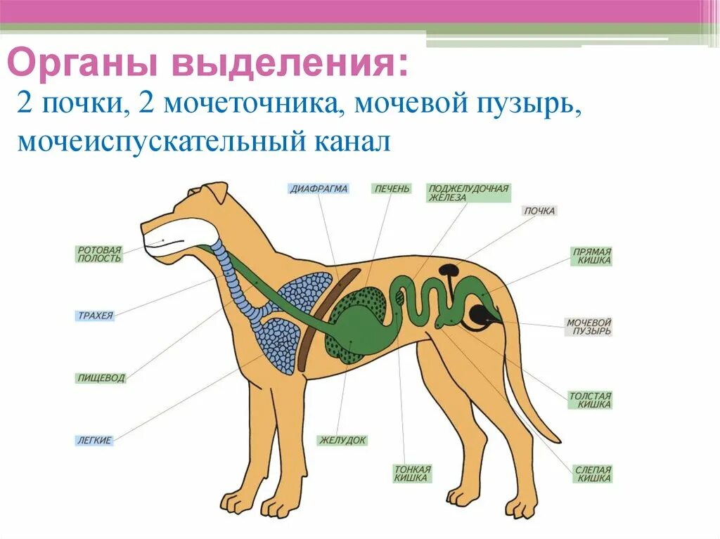 Дыхательная система млекопитающих 7 класс. Система выделения млекопитающих. Выделительная система млекопитающих анатомия. Система органов выделения млекопитающих. Практическая работа особенности строения млекопитающих