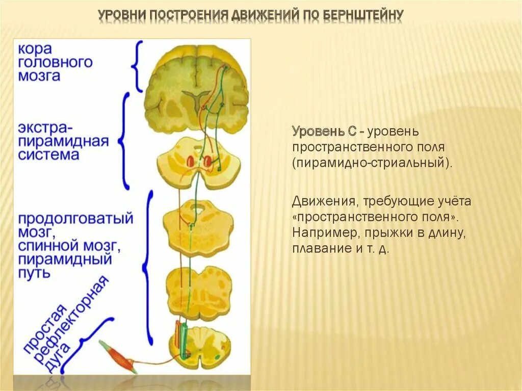 Уровень организации мозга. Уровни организации движений по Бернштейну. Уровни построения движений по н.а Бернштейну. 5 Уровней регуляции движений по Бернштейну. Бернштейн уровни организации движений.