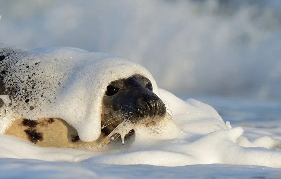 белек гренландского тюленя с мамой. холидей бой тюлени. холидей бой тюлени. холидей бой тюлени. канадский тюлень.
