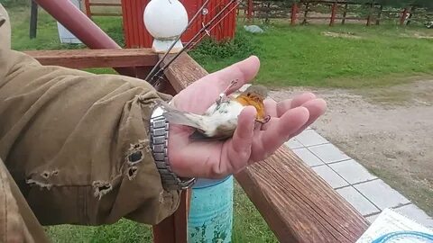 Станция кольцевания птиц