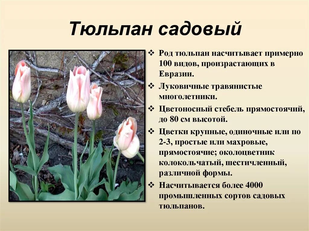 Тюльпан текс. Семейство Лилейные тюльпан. Описание тюльпана. Описание цветка тюльпана. Характеристика цветка тюльпана.