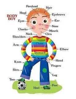 Parts of body vocabulary
