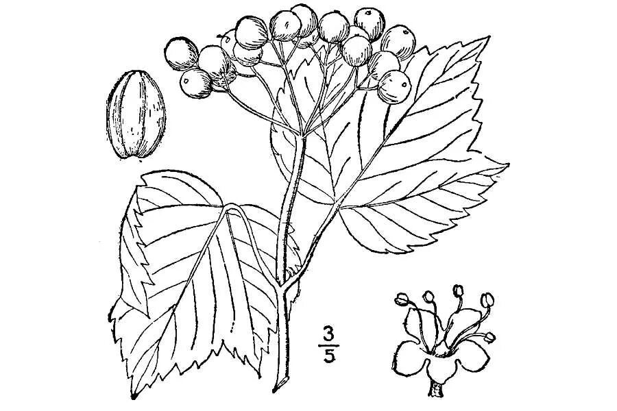 Калина форма листьев. Строение Калина обыкновенная. Viburnum Acerifolium. Калина обыкновенная раскраска. Лист калины рисунок.