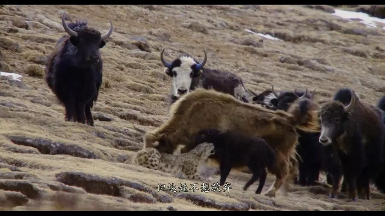 Яке яке видео видео. Снежный барс напал на я́ка. барс охотится на баран. яки видео.