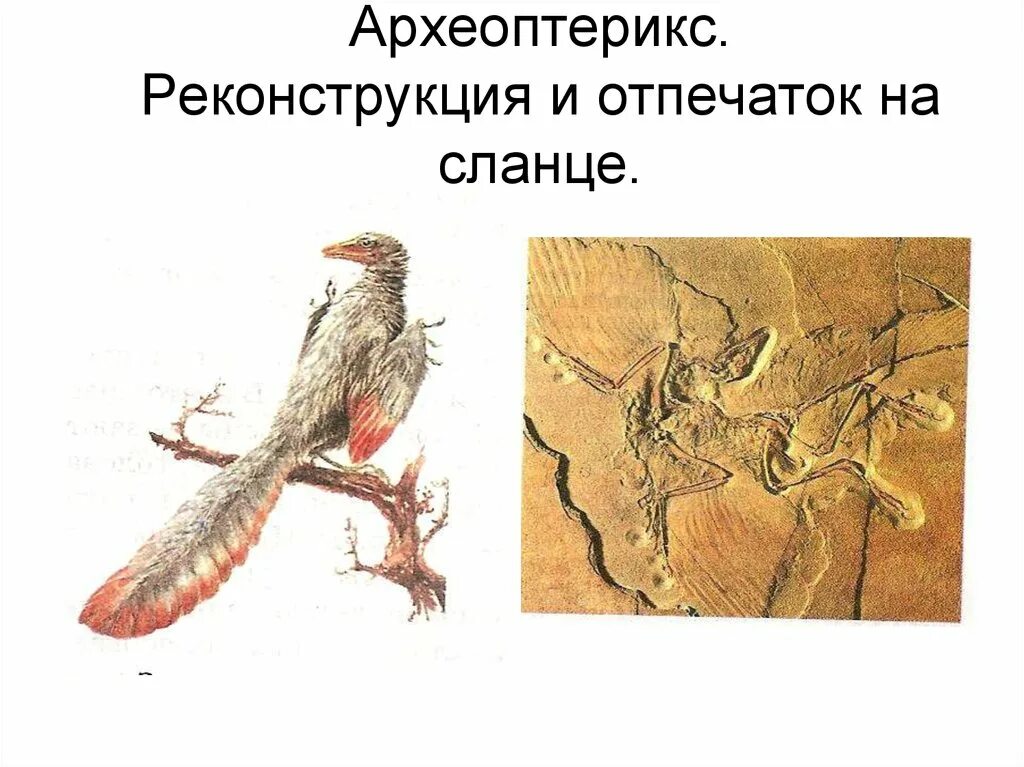 Археоптерикс скелет эволюция. Археоптерикс отпечаток. Мезозойская эра археоптерикс. Археоптерикс отпечаток. На рисунке изображена реконструкция археоптерикса.