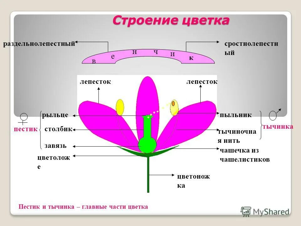 Тест по теме строение цветка. Тест по теме строение цветка
