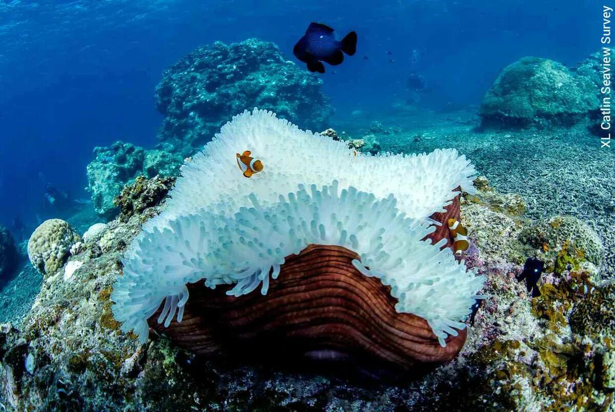 Зоны морского океана. Окинава коралловые рифы. Барьерный риф кораллы. Коралл Санго остров Окинава. Белый коралл Санго.
