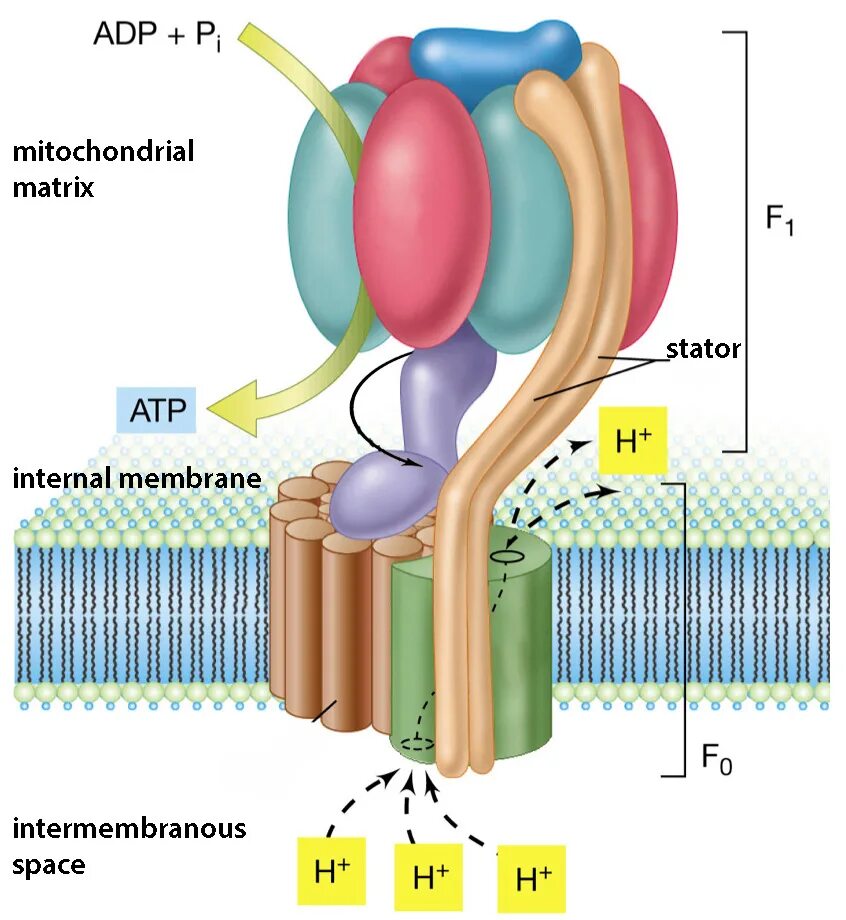 Атф запасание энергии. АТФ синтаза в митохондрии. АТФ синтаза строение. АТФ синтетаза строение. АТФ синтаза механизм.