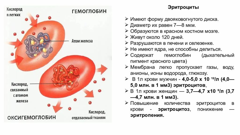 Строение клетки гемоглобина схема. Схема строения эритроцитов и гемоглобина. Схема строения эритроцита. Строение и состав эритроцитов.