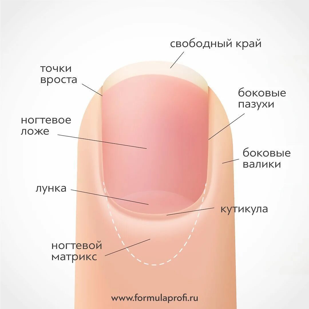 Почему ноготь стал мягким. Строение ногтя птеригий. Строение ногтевой пластины схема. Строение ногтевой пластины птеригий. Строение ногтевой пластины на руках анатомия.