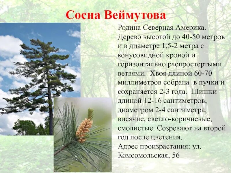 Произрастание хвойных деревьев природная зона. Сосна Бальфура Северная Америка. Веймутова сосна Северной Америки. Сосна Веймутова дерево. Сосна белая Восточная Веймутова.