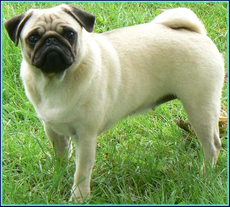 мопс джози. мопс бастион. мини мопс взрослый. мопс взрослый. терьерный мопс.