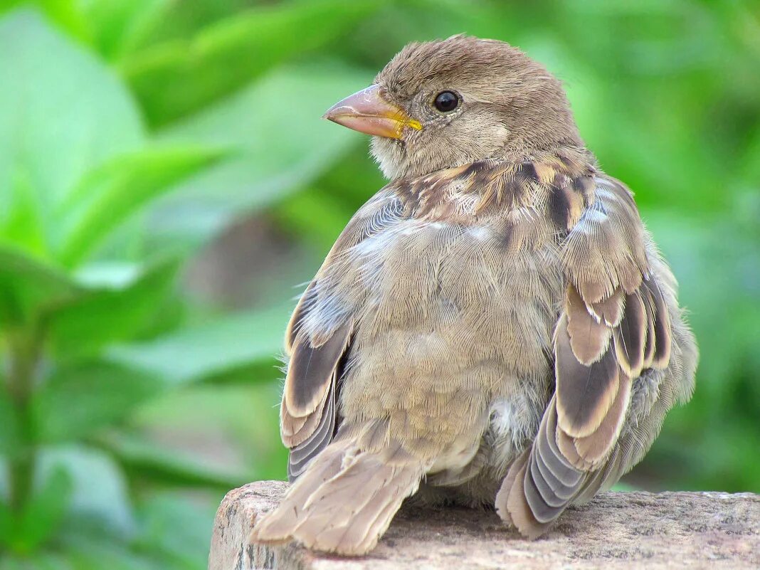 домовой воробей птица. домовой воробей питание. домовый воробей самец и самка. домовый воробей воробьиные. воробей домовый passer domesticus.