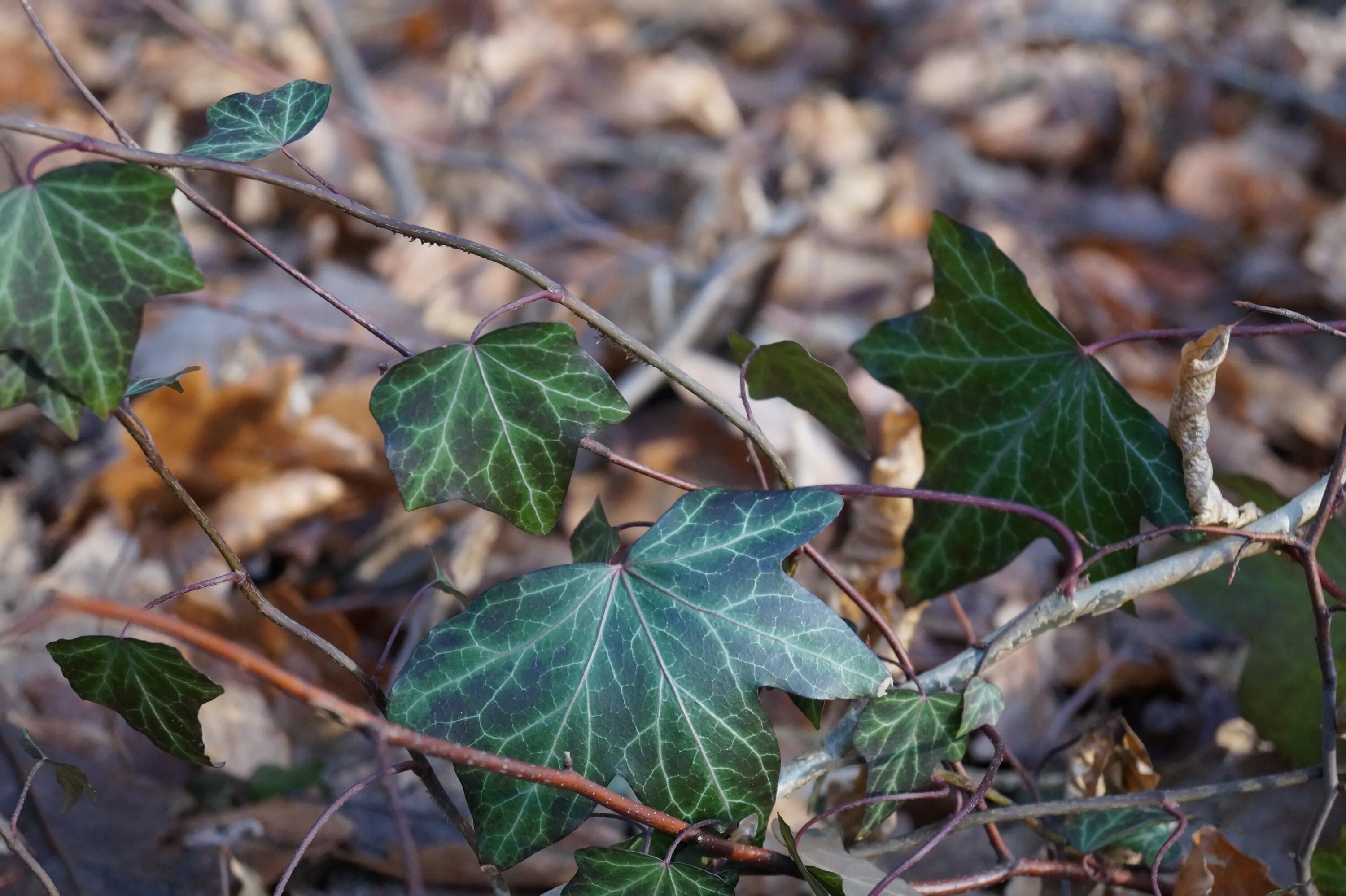 Болотный плющ. Плющ Элегантиссима. Плющ колхидский зимой. Плющ sagittaefolia. Сухой плющ