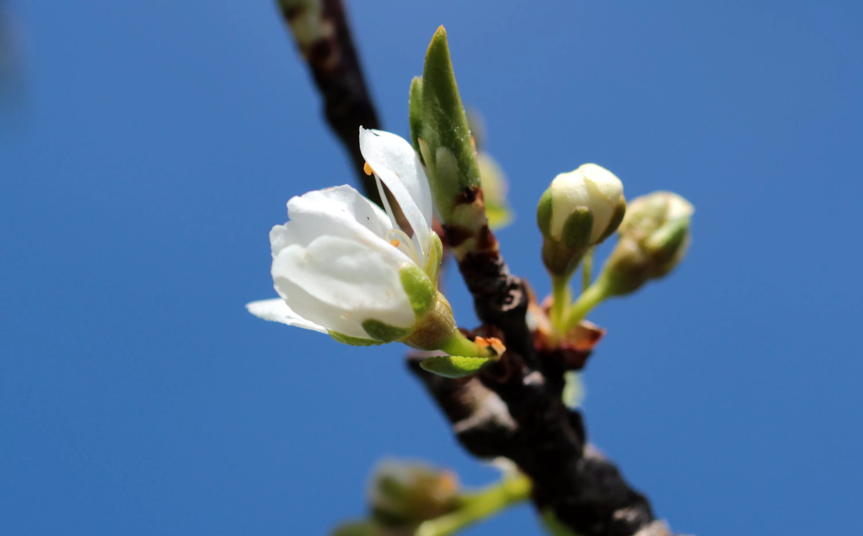 Распускание почек вишня. Prunus domestica Blossom.