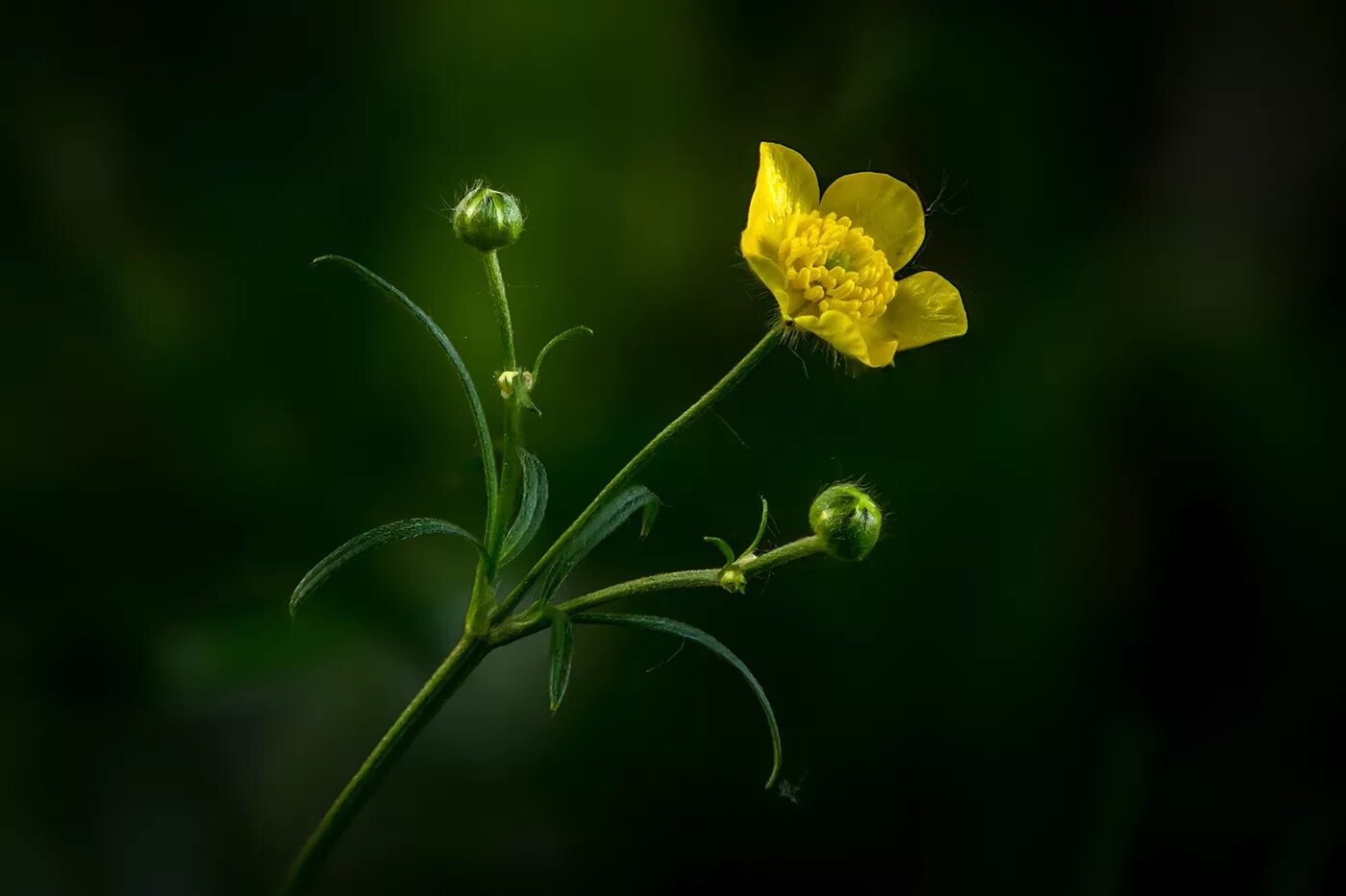 Куриная слепота 2. Лютик едкий. Лютик едкий (Ranúnculus Ácris. Ranunculus Acris Лютик едкий. Лютик едкий – Ranunculus Acris l..