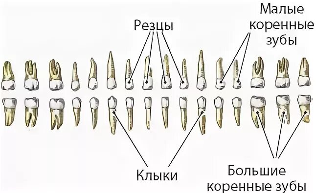 Большие резцы зубы. Резцы клыки малые и большие коренные зубы. Зубы анатомия резцы клыки. Резцы клыки малые и большие коренные зубы анатомия. Зубы резцы клыки коренные функции.