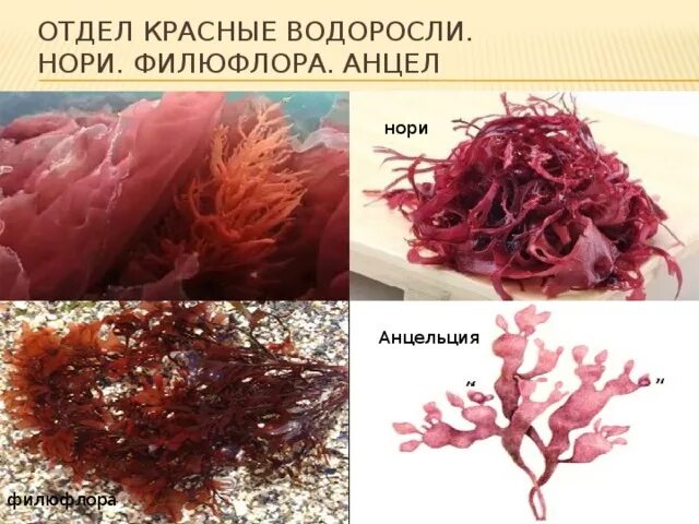 Красные водоросли нори. Красные водоросли съедобные. Красные водоросли биология. Отдел красные водоросли. 2 название красных водорослей