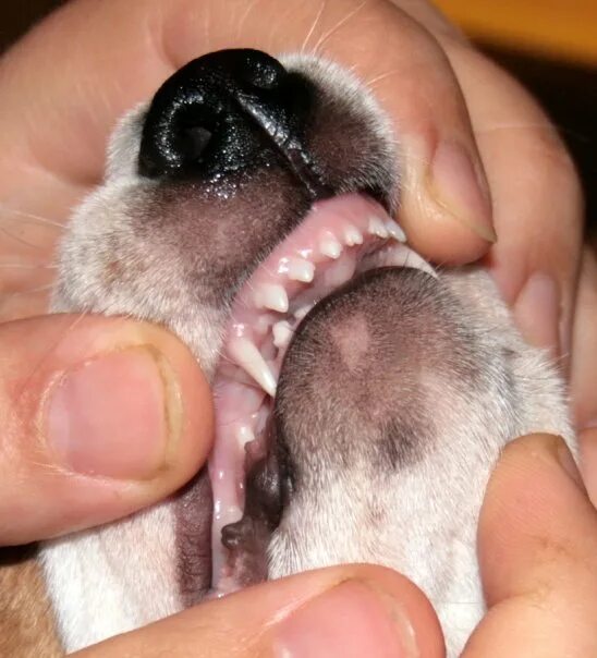 10 Puppy Teething Survival Tips and Best Solutions Puppy teething, Toy puppies, 